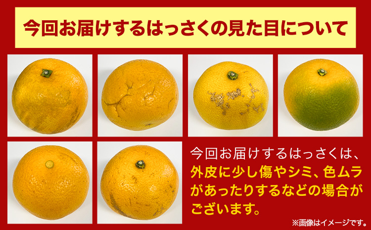 訳あり サイズ不選別 早生･晩生指定不可 はっさく 約9kg (4L~Sサイズ)《2024年2月上旬-4月中旬頃出荷》和歌山県 紀の川市 産地直送 みかん 八朔 柑橘 果物 フルーツ ご家庭用 ビタミンC たっぷり 8000円