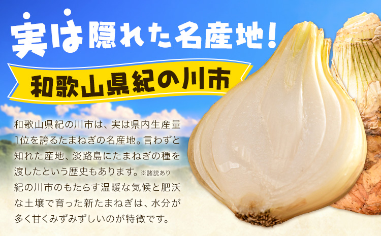 訳あり たまねぎ 新たまねぎ 新 玉ねぎ 紀の川市産 約10kg 不選別《5月下旬-7月中旬頃出荷》和歌山県 紀の川市 送料無料 野菜 玉葱 新玉ねぎ 新たま 旬 お取り寄せ 訳あり野菜