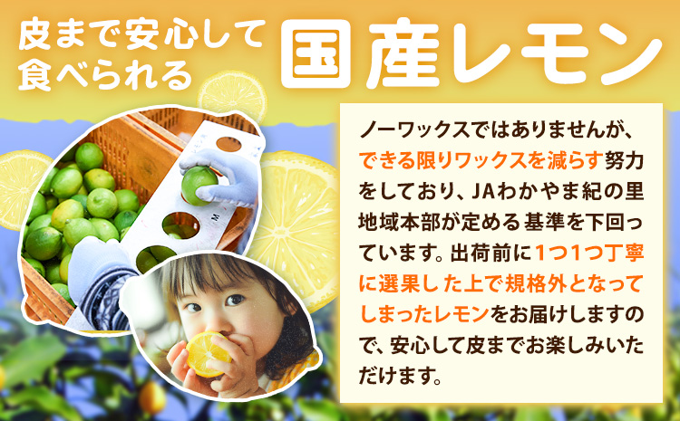 èš³ãã åœç£ã¬ã¢ã³ çŽ2kg ã10æäžæ¬-1æäžæ¬é åºè·ãç£å°çŽé ã¬ã¢ã³ 檞檬 ã°ãªãŒã³ã¬ã¢ã³ ã€ãšããŒã¬ã¢ã³ é²è
å€äžäœ¿çš æç© ãã«ãŒã(F-2)