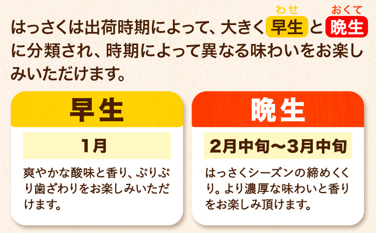 【先行予約】訳あり サイズ不選別 早生･晩生指定不可 はっさく 約4kg (4L~Sサイズ)《2月上旬-3月中旬頃出荷》和歌山県 紀の川市 八朔 柑橘 果物 フルーツ ビタミンC 果肉 みかん王国よりお届け!（F-6）