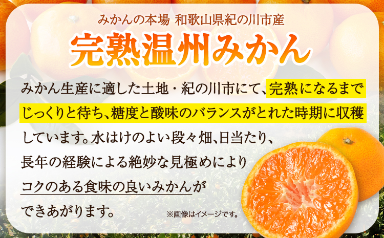 【先行予約】完熟 温州 みかん 約5kg (45~55玉) こだまファーム《10月中旬-2月中旬頃出荷》 和歌山県 紀の川市 みかん ミカン 果物 フルーツ