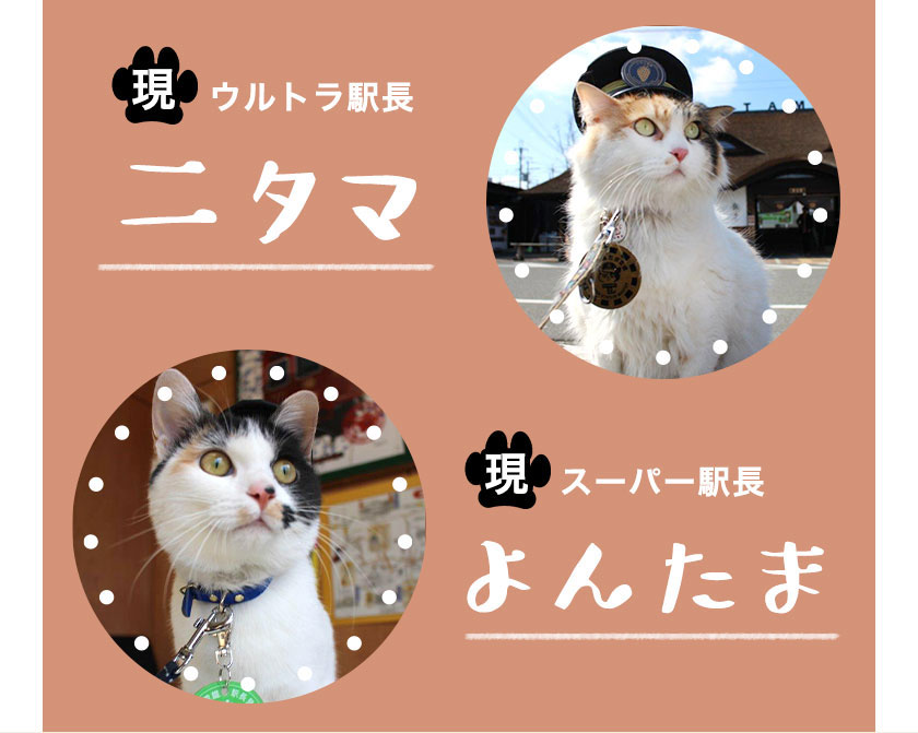 たま駅長tシャツ たまニタマクリアファイルセット サイズ M 着丈68 身幅50 肩幅46 袖丈21 和歌山電鐵株式会社 90日以内に順次出荷 土日祝除く 和歌山県 紀の川市 Jalふるさと納税 Jalのマイルがたまるふるさと納税サイト