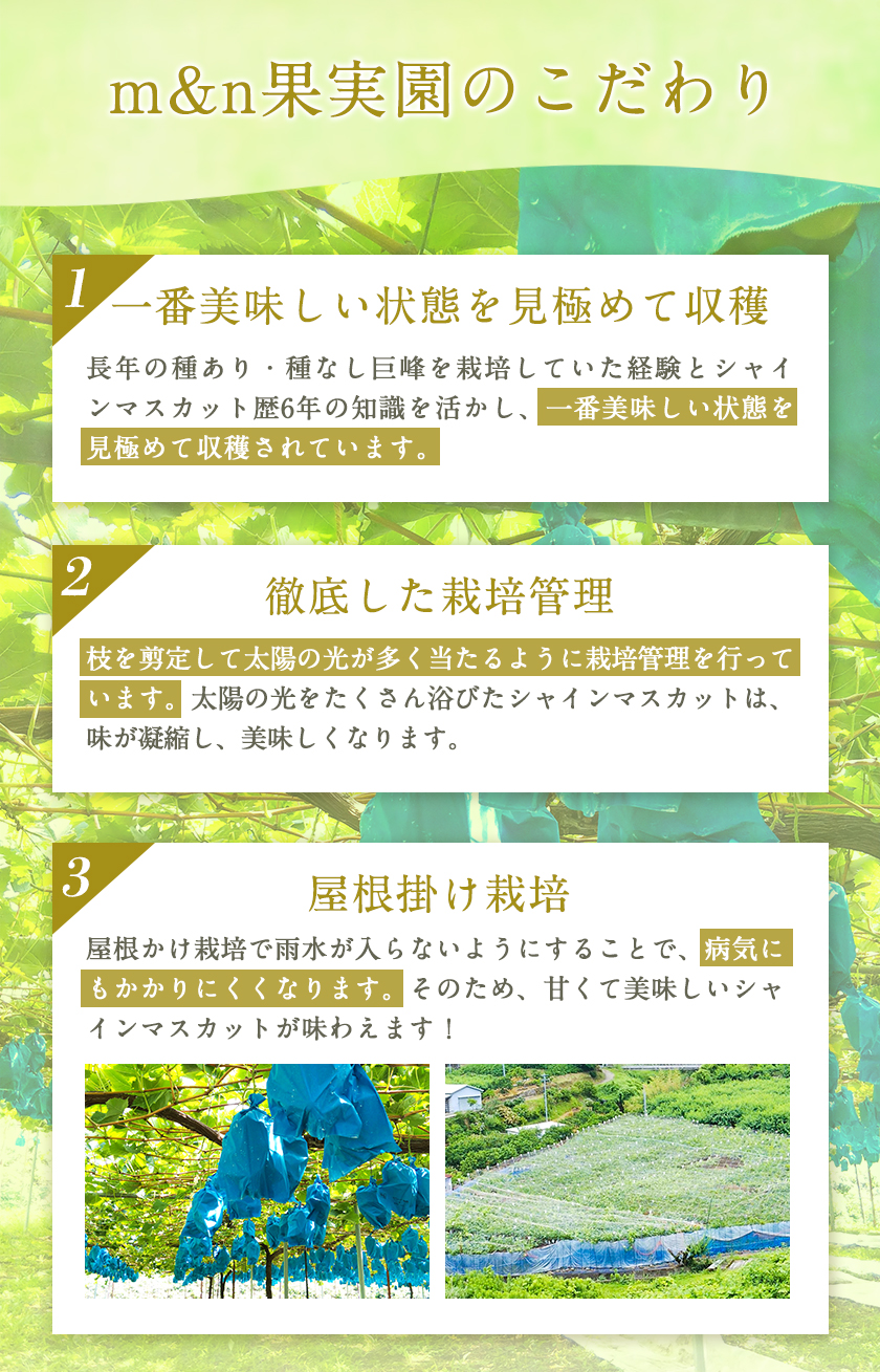 大粒シャインマスカット約1.2kg(600g程度×2)ｍ＆ｎ果実園《8月末-10月上旬頃より出荷予定》和歌山県 紀の川市