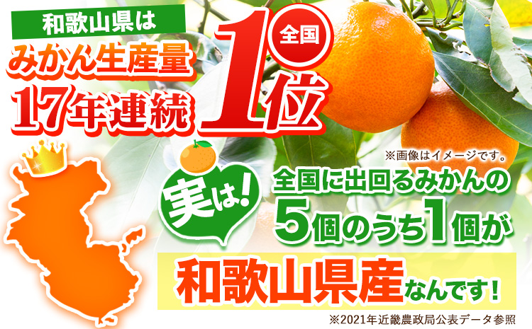 【訳あり/サイズ不選別】 和歌山みかん 約5kg 和歌山県産 《11月中旬から1月中旬に出荷予定(土日祝除く)》たっぷり ご家庭用 2L〜2S 産地直送 みかん 旬 蜜柑 ミカン 柑橘 果物 フルーツ 和歌山県 紀の川市(F-15)