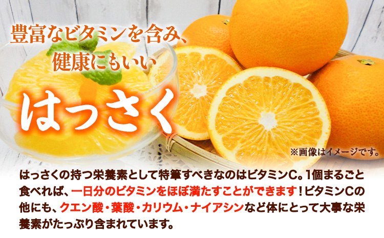 八朔 約10kg ｍ＆ｎ果実園《2025年1月下旬-3月中旬頃出荷》和歌山県 紀の川市 果物 フルーツ はっさく 柑橘類 送料無料