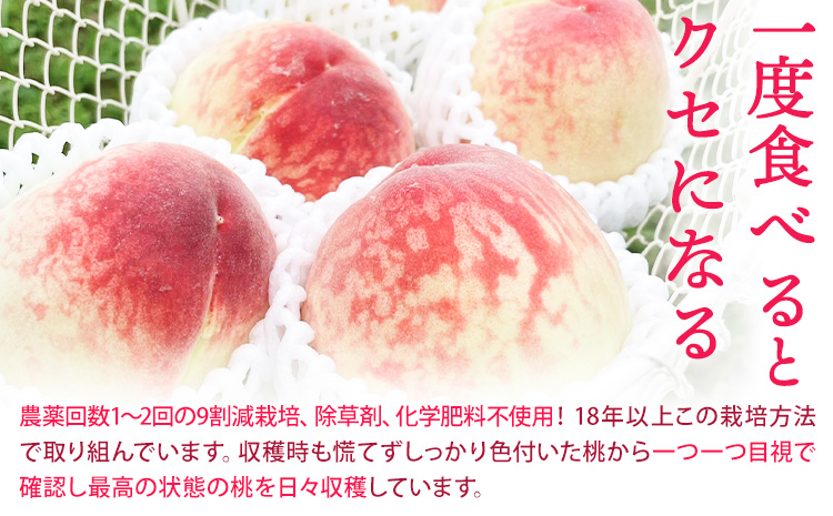 和歌山県産の桃 約1.8kg （5〜8玉） GREEN JUNCTION株式会社《2025年6月中旬-2025年8月末頃出荷》和歌山県 紀の川市 桃 果物 果実 フルーツ 自然栽培 送料無料