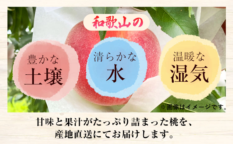 【先行予約】和歌山県産桃（もも）約1kg 秀品 前商店《6月末-7月中旬頃出荷》産地直送 もも モモ 果物 フルーツ