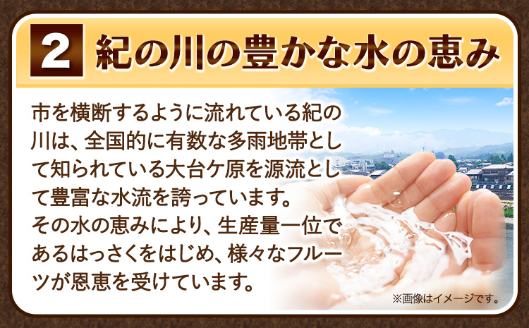 訳あり サイズ不選別 早生･晩生指定不可 はっさく 約9kg (4L~Sサイズ)《2024年2月上旬-4月中旬頃出荷》和歌山県 紀の川市 産地直送 みかん 八朔 柑橘 果物 フルーツ ご家庭用 ビタミンC たっぷり 8000円