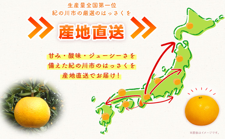 八朔 約10kg ｍ＆ｎ果実園《2025年1月下旬-3月中旬頃出荷》和歌山県 紀の川市 果物 フルーツ はっさく 柑橘類 送料無料