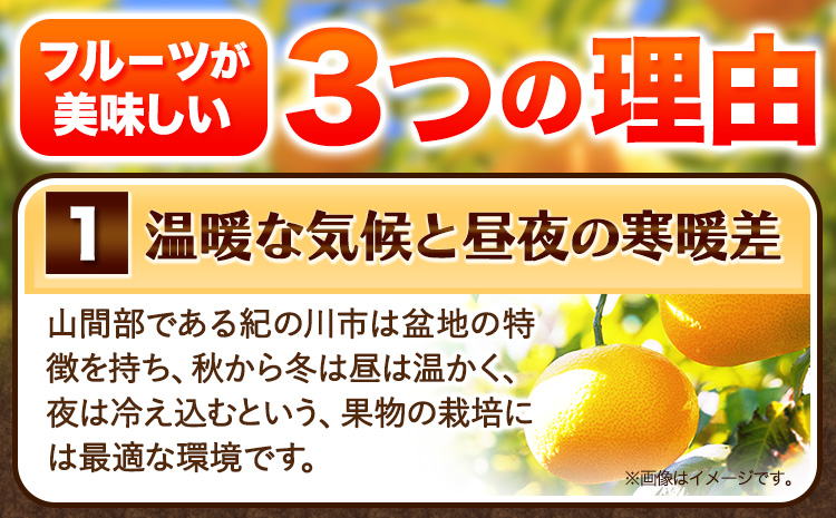 【先行予約】訳あり サイズ不選別 早生･晩生指定不可 はっさく 約4kg (4L~Sサイズ)《2月上旬-3月中旬頃出荷》和歌山県 紀の川市 八朔 柑橘 果物 フルーツ ビタミンC 果肉 みかん王国よりお届け!（F-6）