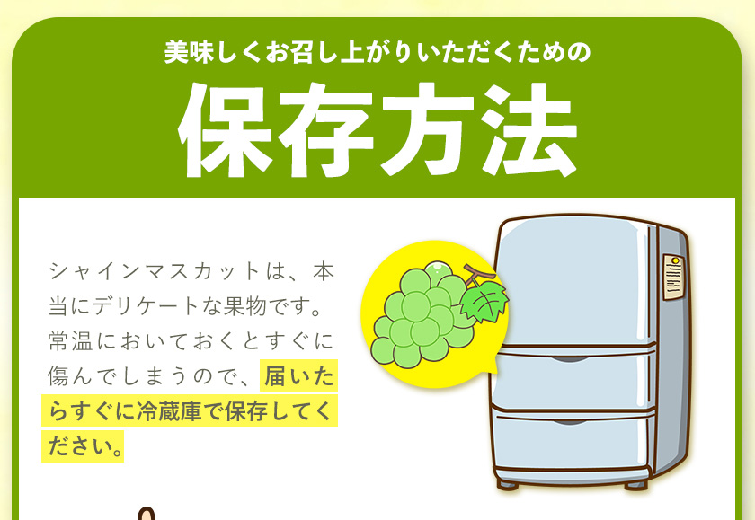 大粒シャインマスカット約1.2kg(600g程度×2)ｍ＆ｎ果実園《8月末-10月上旬頃より出荷予定》和歌山県 紀の川市