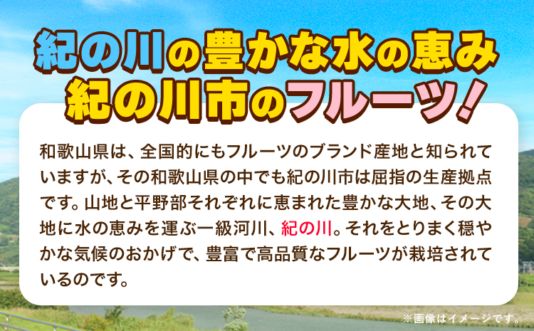 【先行予約】完熟 温州 みかん 約5kg (45~55玉) こだまファーム《10月中旬-2月中旬頃出荷》 和歌山県 紀の川市 みかん ミカン 果物 フルーツ