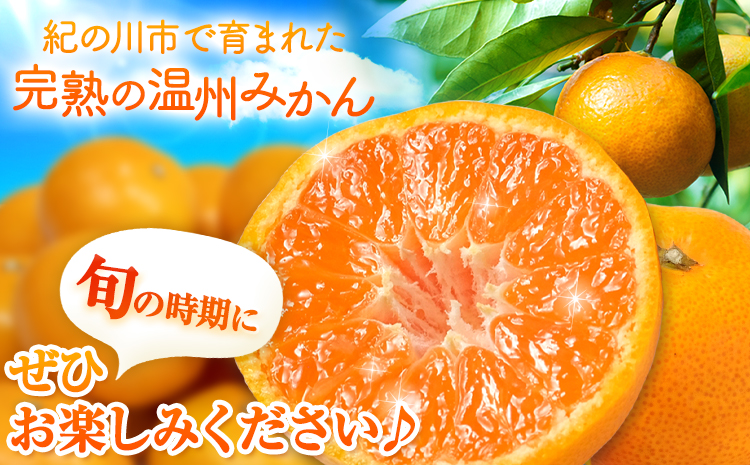 【先行予約】完熟 温州 みかん 約5kg (45~55玉) こだまファーム《10月中旬-2月中旬頃出荷》 和歌山県 紀の川市 みかん ミカン 果物 フルーツ