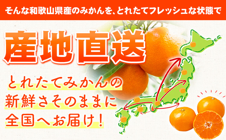 【先行予約】早生みかん(田口早生) 約5kg《11月中旬〜12月末頃より出荷予定(土日祝除く)》ｍ＆ｎ果実園 和歌山県 紀の川市 送料無料 蜜柑 柑橘 果物 フルーツ 温州みかん 早生みかん 田口早生