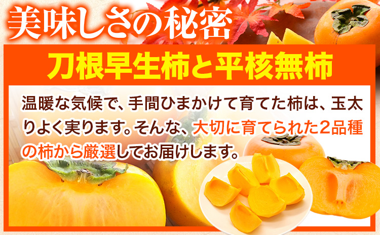 【先行予約】たねなし柿（刀根早生柿・平核無柿）約7.5kg（28〜36玉前後） 《9月中旬-11月上旬頃出荷》 和歌山県 紀の川市 種なし柿 産地直送 柿 果物 フルーツ 2L〜Mサイズ カキ