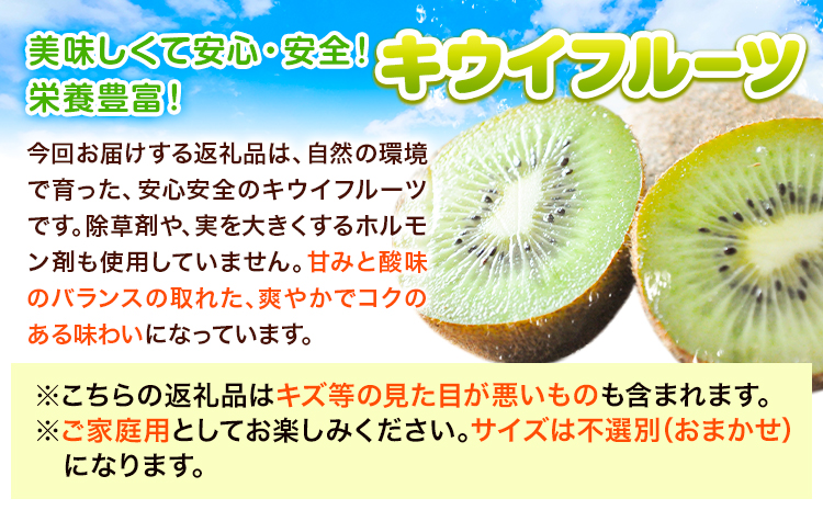 【先行予約】和歌山県紀の川市産 キウイ約2kg(12〜17玉) ときわオンライン《12月下旬-2027年5月中旬頃出荷》 和歌山県 紀の川市 キウイ キウイフルーツ 果物 フルーツ 送料無料