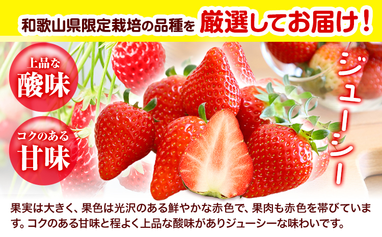 いちご まりひめ 約500g (250g×2パック) お試し パック 苺 イチゴ JAわかやま 紀の里地域本部《2027年2月中旬-3月末頃出荷》 和歌山県 紀の川市 青果物 果物 くだもの フルーツ スイーツ