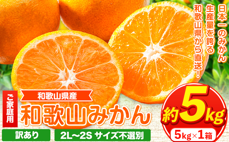 【訳あり/サイズ不選別】 和歌山みかん 約5kg 和歌山県産 《11月中旬から1月中旬に出荷予定(土日祝除く)》たっぷり ご家庭用 2L〜2S 産地直送 みかん 旬 蜜柑 ミカン 柑橘 果物 フルーツ 和歌山県 紀の川市