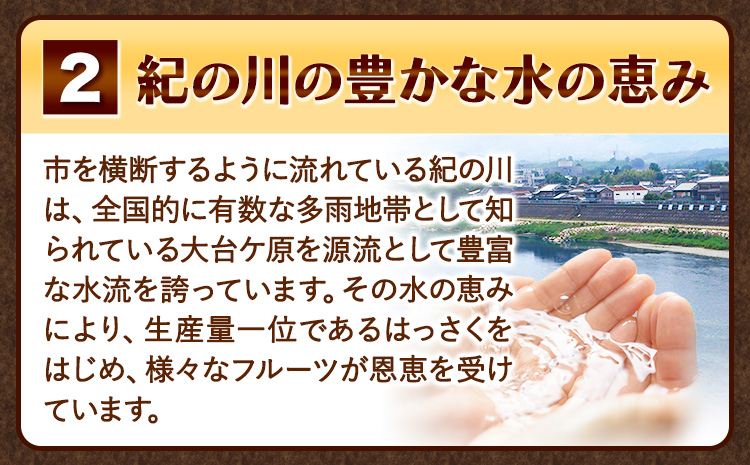 見た目は訳あり中身は変わらぬ美味しさ ご家庭用 はっさく 約5kg (サイズ不選別) 早生･晩生指定不可《2027年2月上旬-3月中旬に出荷予定(土日祝除く)》紀の川市 八朔 柑橘 果物 フルーツ ご家庭用 ビタミンC 柑橘 訳あり 規格外 訳あり 傷