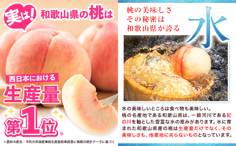 桃 もも 紀の里の桃 約2kg 《2024年6月中旬-8月中旬頃出荷》 和歌山県産 送料無料 6〜8玉入り 旬の桃を厳選 