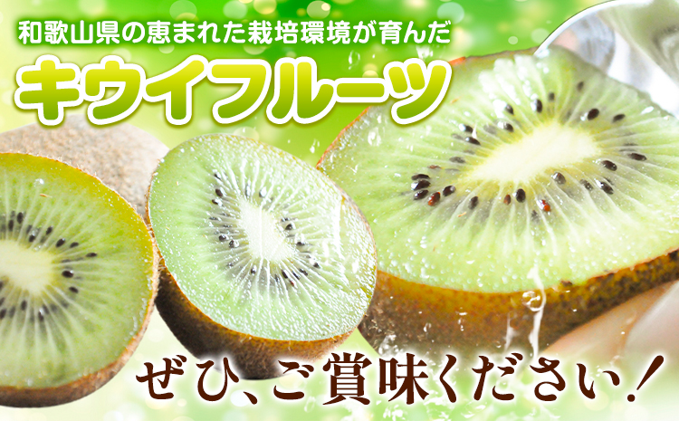 【先行予約】和歌山県紀の川市産 キウイ約2kg(12〜17玉) ときわオンライン《12月下旬-2027年5月中旬頃出荷》 和歌山県 紀の川市 キウイ キウイフルーツ 果物 フルーツ 送料無料