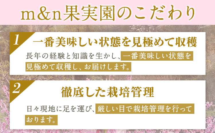 【贈答用】 秀品 和歌山の桃 約2kg (6玉~8玉) m&n果実園 【配送不可地域あり】 《6月中旬-7月下旬頃出荷》和歌山県 紀の川市 モモ 桃 もも 旬 白鳳 日川白鳳 なつっこ 果物 フルーツ 贈り物 ギフト