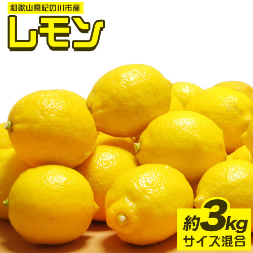 先行予約 和歌山県紀の川市産レモン 約3kg サイズ混合 前商店《2023年1月上旬-3月末頃より順次出荷》産地直送 レモン 檸檬