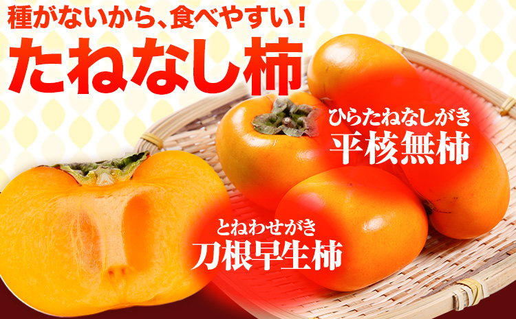 【先行予約】たねなし柿（刀根早生柿・平核無柿）約4kg（12〜15玉前後） 《9月中旬-11月上旬頃出荷》 和歌山県 紀の川市 種なし柿 産地直送 柿 果物 フルーツ 2L〜Mサイズ カキ