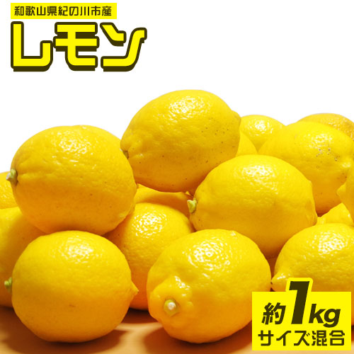 先行予約 和歌山県紀の川市産レモン 約1kg サイズ混合 前商店《2023年1月上旬-3月末頃より順次出荷》産地直送 レモン 檸檬