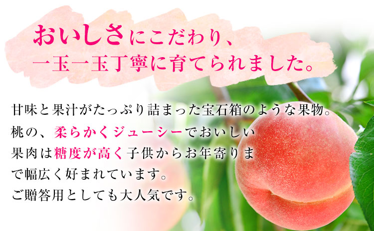 【先行予約】和歌山産あら川の桃 約1.5kg (5玉〜6玉) 秀品 前商店《6月末-8月上旬頃出荷》 和歌山県 紀の川市