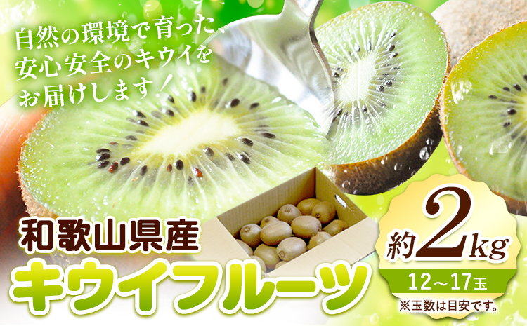 [先行予約]和歌山県紀の川市産 キウイ約2kg(12〜17玉) ときわオンライン[12月下旬-2027年5月中旬頃出荷] 和歌山県 紀の川市 キウイ キウイフルーツ 果物 フルーツ 送料無料