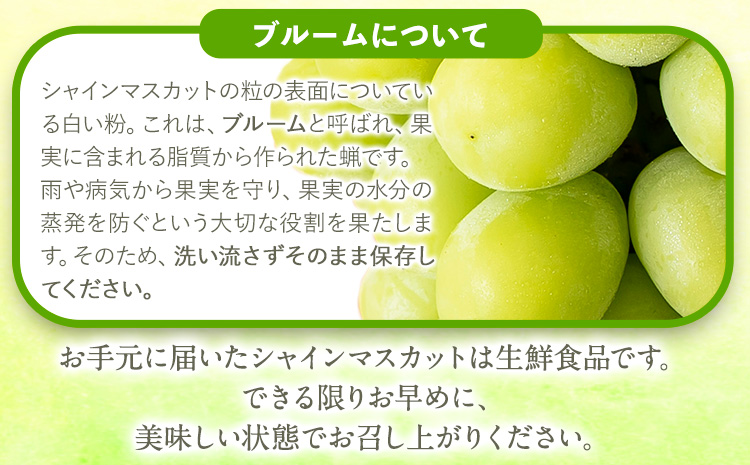 【先行予約】大粒シャインマスカット約1.2kg(600g程度×2)ｍ＆ｎ果実園《8月下旬-10月上旬頃より出荷予定》和歌山県 紀の川市