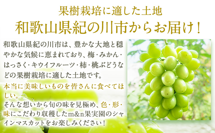 【先行予約】大粒シャインマスカット約1.2kg(600g程度×2)ｍ＆ｎ果実園《8月下旬-10月上旬頃より出荷予定》和歌山県 紀の川市