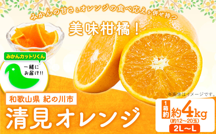 和歌山県紀の川市 清見オレンジ 約4kg(2L-Lサイズ)《2023年2月中旬-2月末頃より順次出荷》産地直送 みかん 柑橘 果物 フルーツ  マーマレード|JALふるさと納税|JALのマイルがたまるふるさと納税サイト