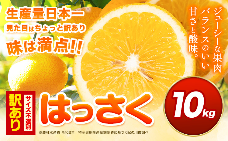 見た目は訳あり中身は変わらぬ美味しさ ご家庭用 はっさく 約10kg (サイズ不選別) 早生･晩生指定不可《2027年2月上旬-3月中旬に出荷予定(土日祝除く)》紀の川市 八朔 柑橘 果物 フルーツ ご家庭用 ビタミンC 柑橘 訳あり 規格外 訳あり 傷