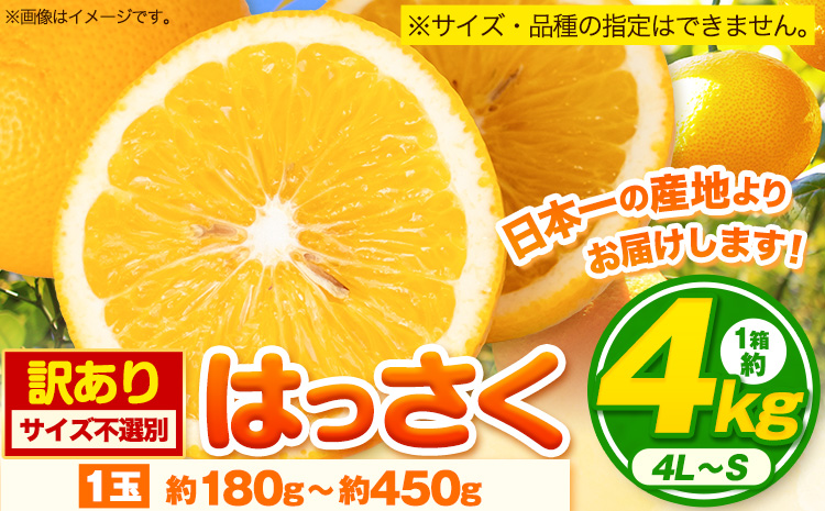 訳あり サイズ不選別 早生･晩生指定不可 はっさく 約4kg (4L~Sサイズ)[2月上旬-4月中旬頃出荷]和歌山県 紀の川市 産地直送 みかん 八朔 柑橘 果物 フルーツ ご家庭用 ビタミンC たっぷり