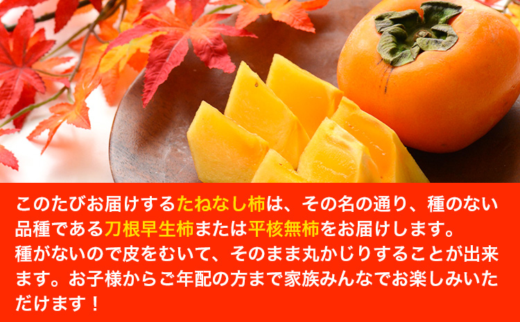 【先行予約】たねなし柿（刀根早生柿・平核無柿）約4kg（12〜15玉前後） 《9月中旬-11月上旬頃出荷》 和歌山県 紀の川市 種なし柿 産地直送 柿 果物 フルーツ 2L〜Mサイズ カキ