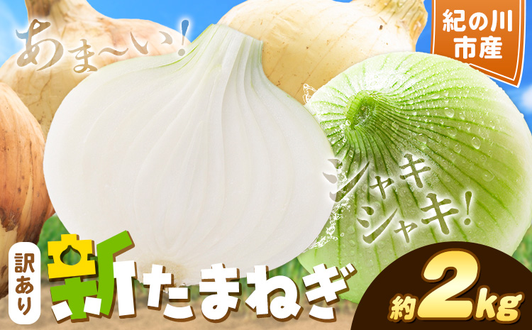 訳あり たまねぎ 新たまねぎ 新 玉ねぎ 紀の川市産 約2kg 不選別《5月下旬-7月中旬頃出荷》和歌山県 紀の川市 送料無料 野菜 玉葱 新玉ねぎ 新たま 旬 お取り寄せ 訳あり野菜