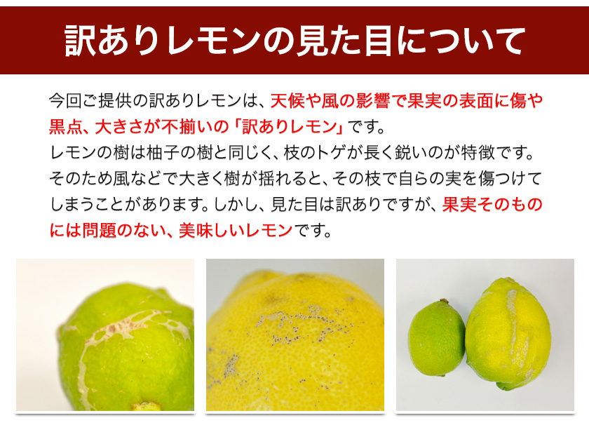 訳あり国産レモン 約2kg アトランティスファーム《11月上旬-2023年3月中旬頃より順次出荷》和歌山県 紀の川市 フルーツ 果物 柑橘|JAL ふるさと納税|JALのマイルがたまるふるさと納税サイト