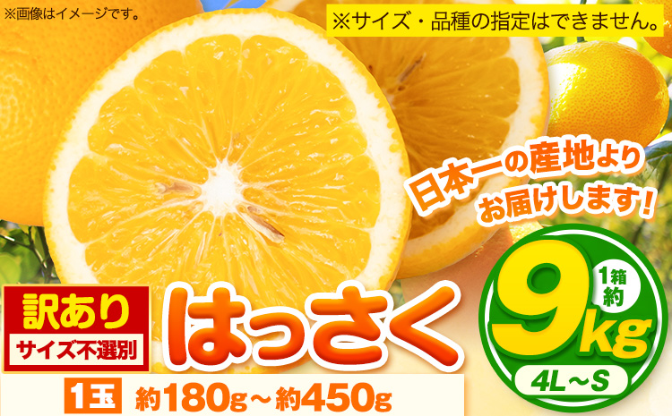 訳あり サイズ不選別 早生･晩生指定不可 はっさく 約9kg (4L~Sサイズ)[2024年2月上旬-4月中旬頃出荷]和歌山県 紀の川市 産地直送 みかん 八朔 柑橘 果物 フルーツ ご家庭用 ビタミンC たっぷり 8000円