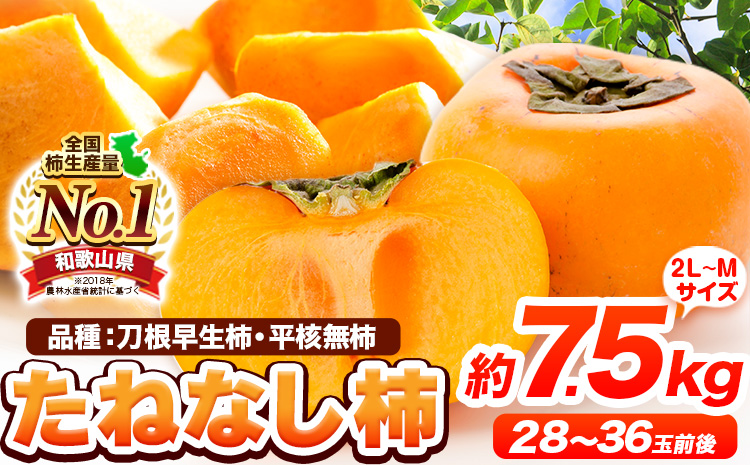 たねなし柿（刀根早生柿・平核無柿）約7.5kg（28〜36玉前後） 《9月下旬-10月下旬頃出荷》 和歌山県 紀の川市 種なし柿 産地直送 柿 果物 フルーツ 2L〜Mサイズ カキ