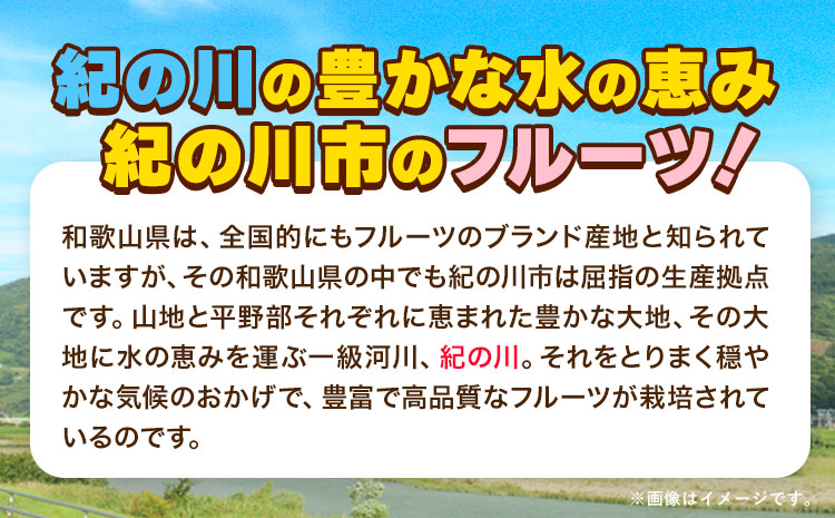 【先行予約】紀の姫キウイフルーツ 約3.6kg (20-27玉入) JAわかやま 紀の里地域本部 《2027年1月上旬-2月末頃出荷》 和歌山県 紀の川市