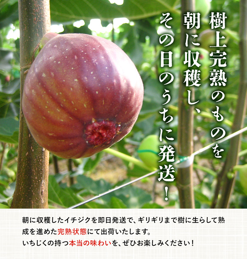 いラインアップ ふるさと納税 和歌山市 和歌山産 冷凍 いちじく 3kg 500g ×6袋 www.gaviao.ba.gov.br