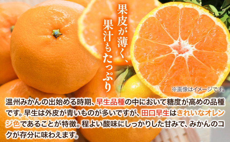 【先行予約】早生みかん(田口早生) 約5kg《11月中旬〜12月末頃より出荷予定(土日祝除く)》ｍ＆ｎ果実園 和歌山県 紀の川市 送料無料 蜜柑 柑橘 果物 フルーツ 温州みかん 早生みかん 田口早生