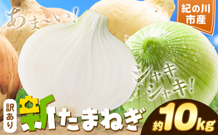 訳あり たまねぎ 新たまねぎ 新 玉ねぎ 紀の川市産 約10kg 不選別《5月下旬-7月中旬頃出荷》和歌山県 紀の川市 送料無料 野菜 玉葱 新玉ねぎ 新たま 旬 お取り寄せ 訳あり野菜