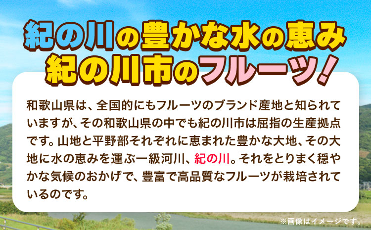 和歌山県産 あんぽ柿（大10個セット） JAわかやま 紀の里地域本部 《90日以内に出荷予定(土日祝除く)》 和歌山県 紀の川市st-p