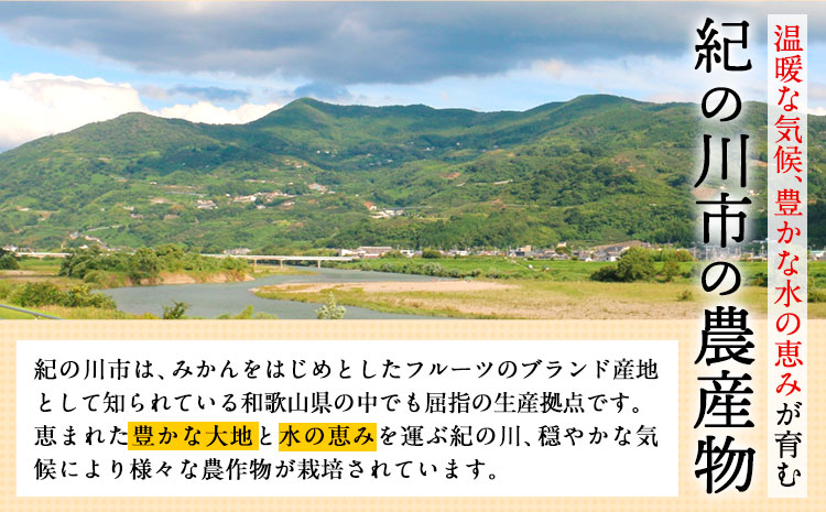 【訳あり/ご家庭用】はっさく 八朔 4kg＋1kg 計約5kg サンファーム《1月上旬-3月末頃より出荷予定》和歌山県 紀の川市 ご家庭用