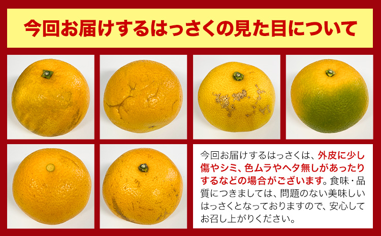 見た目は訳あり中身は変わらぬ美味しさ ご家庭用 はっさく 約5kg (サイズ不選別) 早生･晩生指定不可《2027年2月上旬-3月中旬に出荷予定(土日祝除く)》紀の川市 八朔 柑橘 果物 フルーツ ご家庭用 ビタミンC 柑橘 訳あり 規格外 訳あり 傷