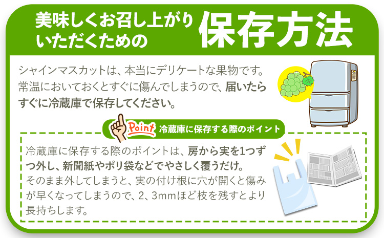 【先行予約】大粒シャインマスカット約1.2kg(600g程度×2)ｍ＆ｎ果実園《8月下旬-10月上旬頃より出荷予定》和歌山県 紀の川市