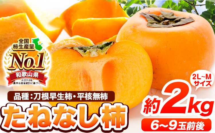 たねなし柿（刀根早生柿・平核無柿）約2kg（6〜9玉前後） 《2024年9月下旬-10月下旬頃出荷》 和歌山県 紀の川市 種なし柿 産地直送 柿 果物 フルーツ 2L〜Mサイズ カキ